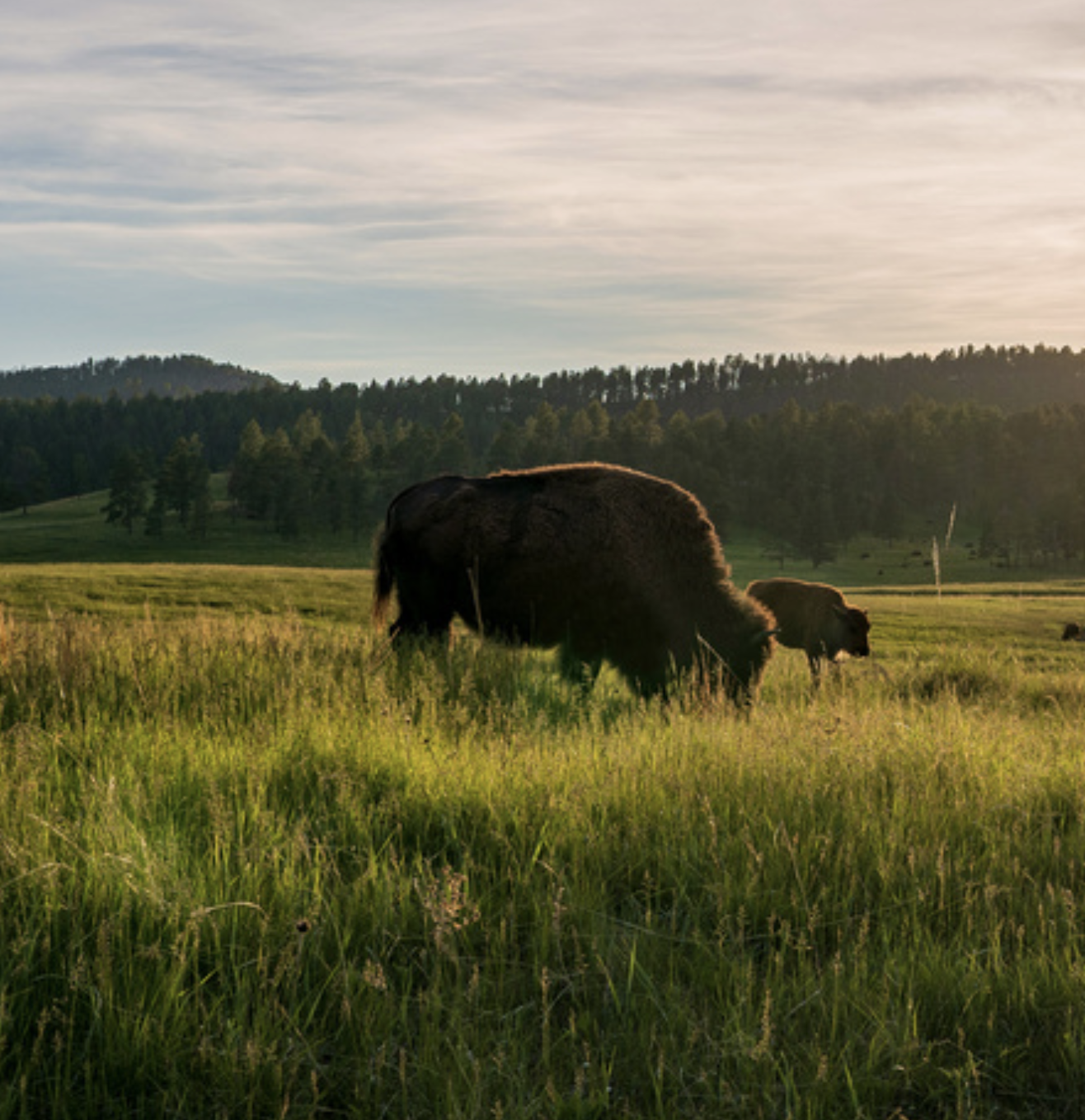 Bison grazing on native prairie at sunset